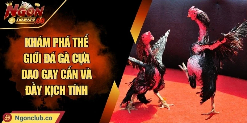 Khám Phá Thế Giới Đá Gà Cựa Dao Gay Cấn Và Đầy Kịch Tính