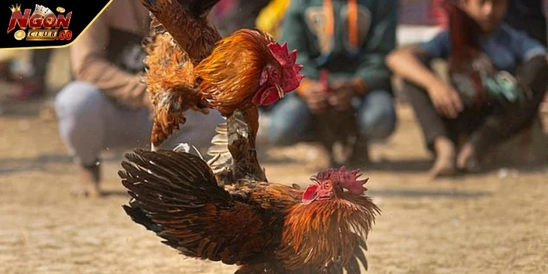 Hướng dẫn cách chăm sóc các vận động viên kê